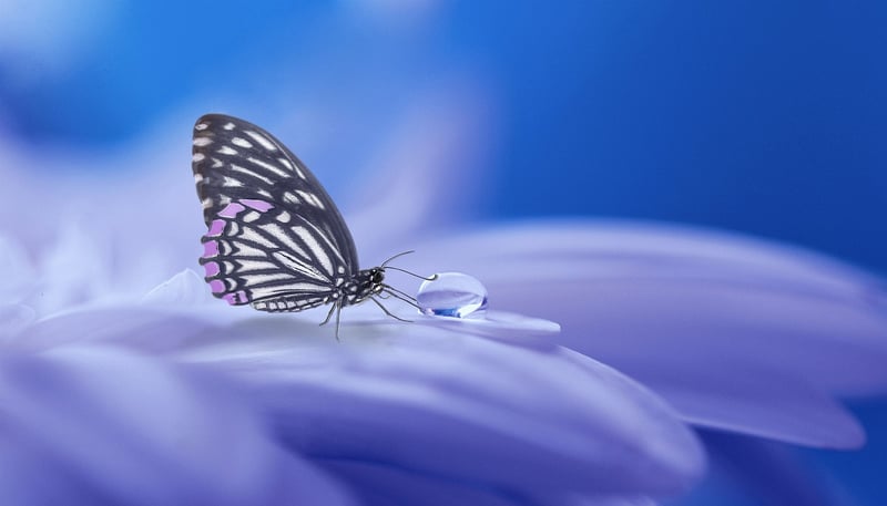 Magical Illusions