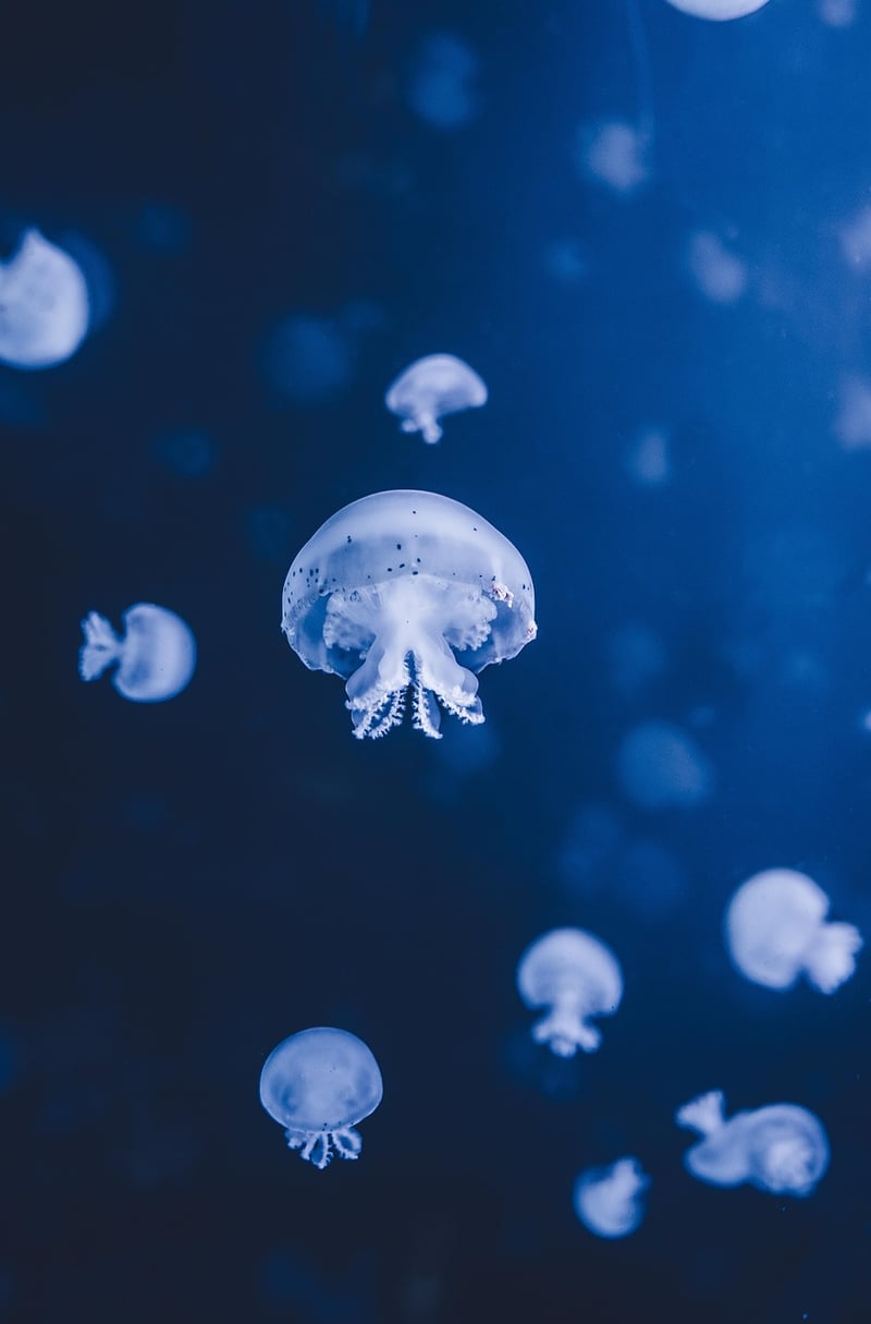 Underwater Palace